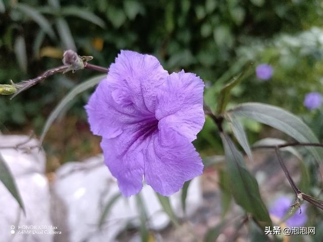 榮耀x30max手機(jī)怎么樣（榮耀x30 max屏幕詳細(xì)參數(shù)）(22)