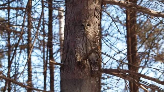 偽裝大師有哪些動物（世界上偽裝能力最強的五種動物）(4)