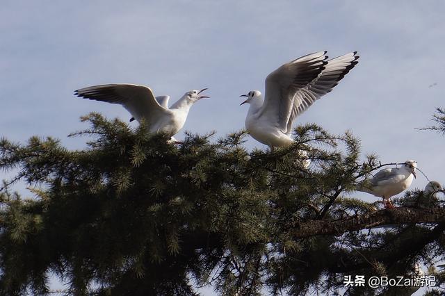 昆明有什么好玩的地方（到云南昆明旅游必去的21個(gè)景點(diǎn)）(9)