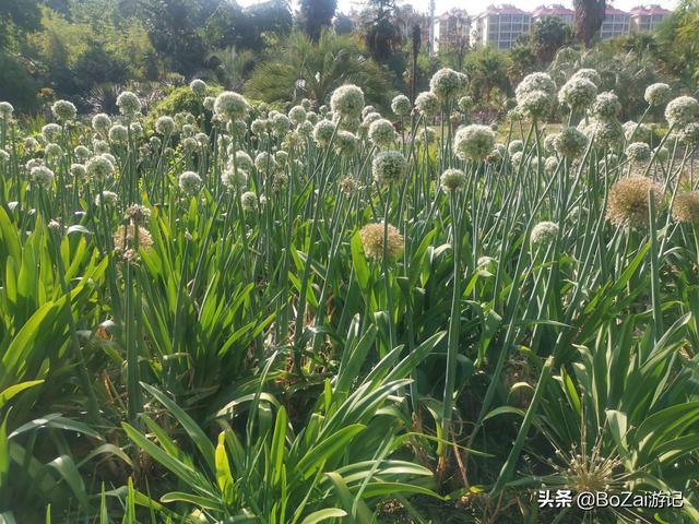 昆明有什么好玩的地方（到云南昆明旅游必去的21個(gè)景點(diǎn)）(64)