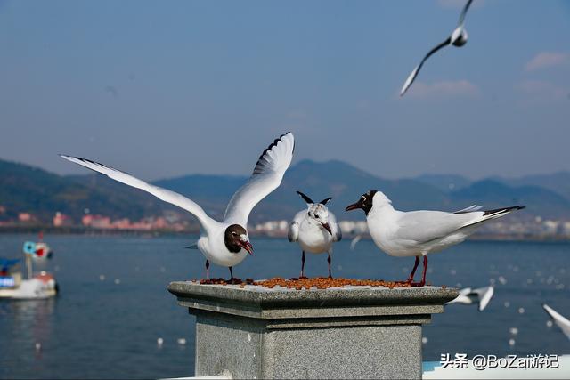 昆明有什么好玩的地方（到云南昆明旅游必去的21個(gè)景點(diǎn)）(93)